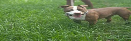 American Pit Bull Terrier dogs for sale: Zoey - Ad 3