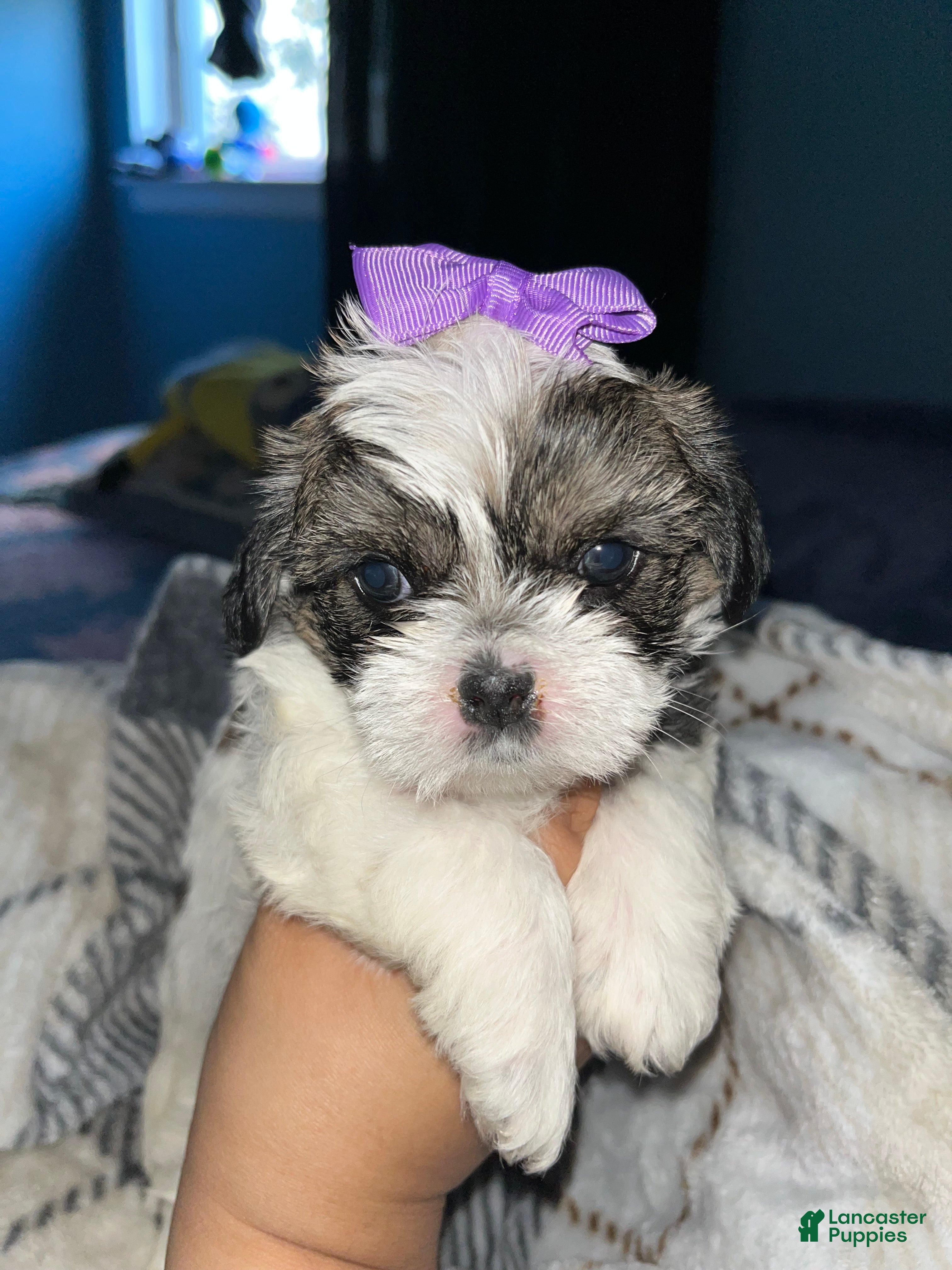 Shih Tzu dogs for sale: Shih Tzu 1 - Ad 19
