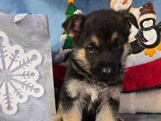 German Shepherd dogs German Shepherd Puppy Green Collar - Ad 4