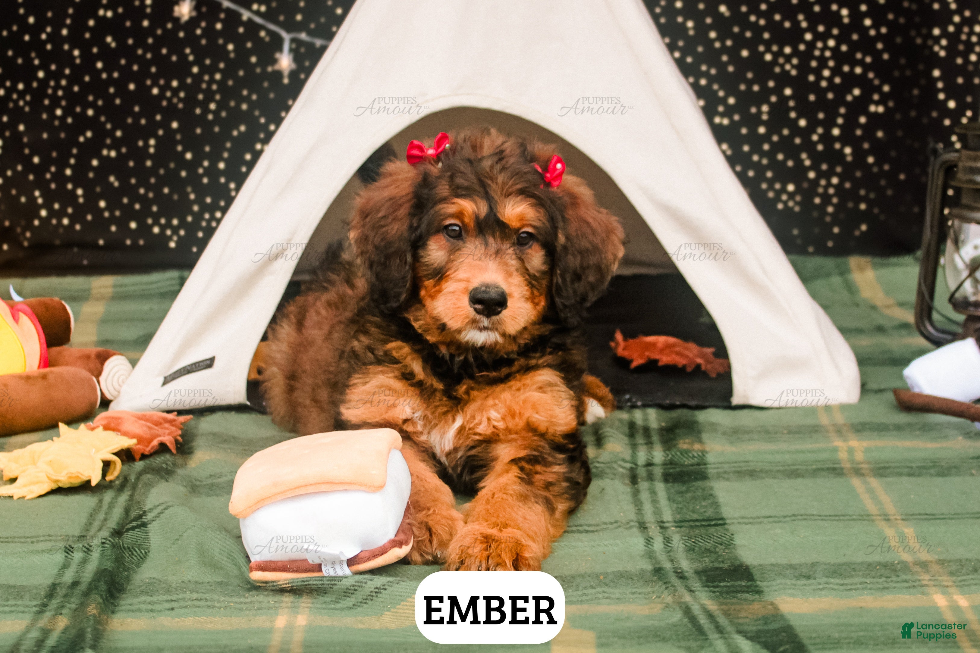 Bernedoodle dogs Ember - Ad 1