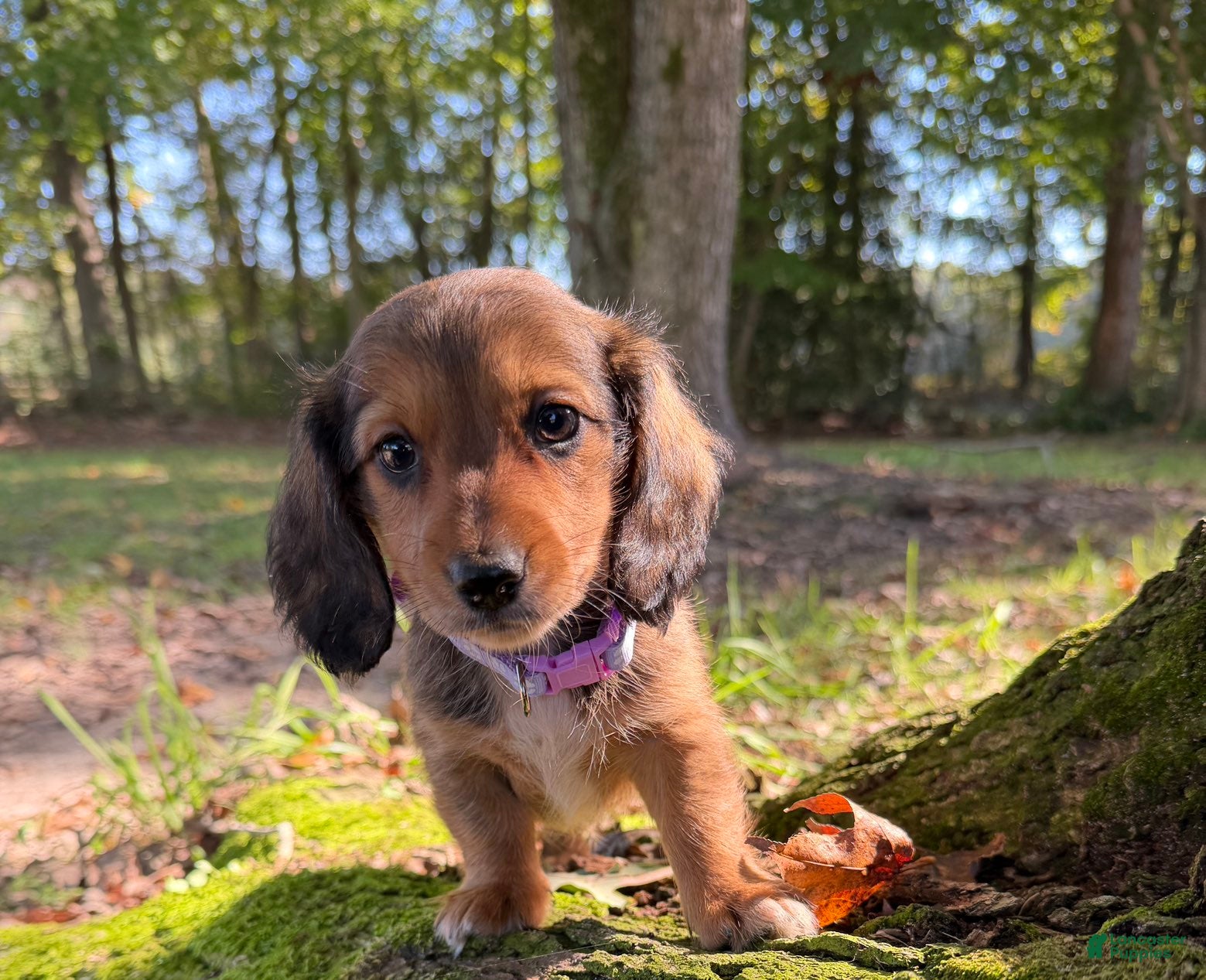 Miniature Dachshund dogs for sale: Rosie - Ad 1