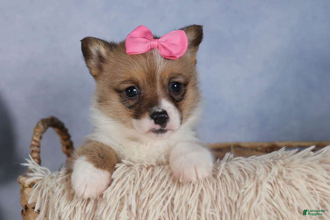 Welsh Corgi Pembroke dogs for sale: TWILIGHT - Ad 20