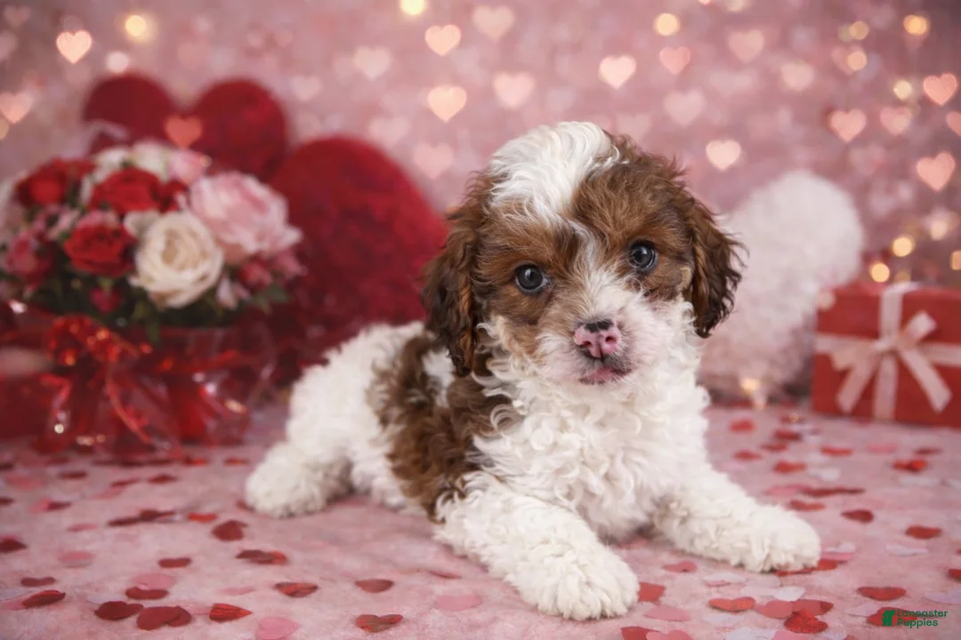 Cavapoo dogs for sale: 💙💙 Cooper 💙💙 - Ad 2