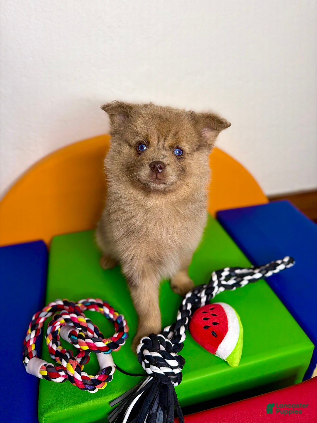 Pomsky dogs for sale: Remi - Ad 1