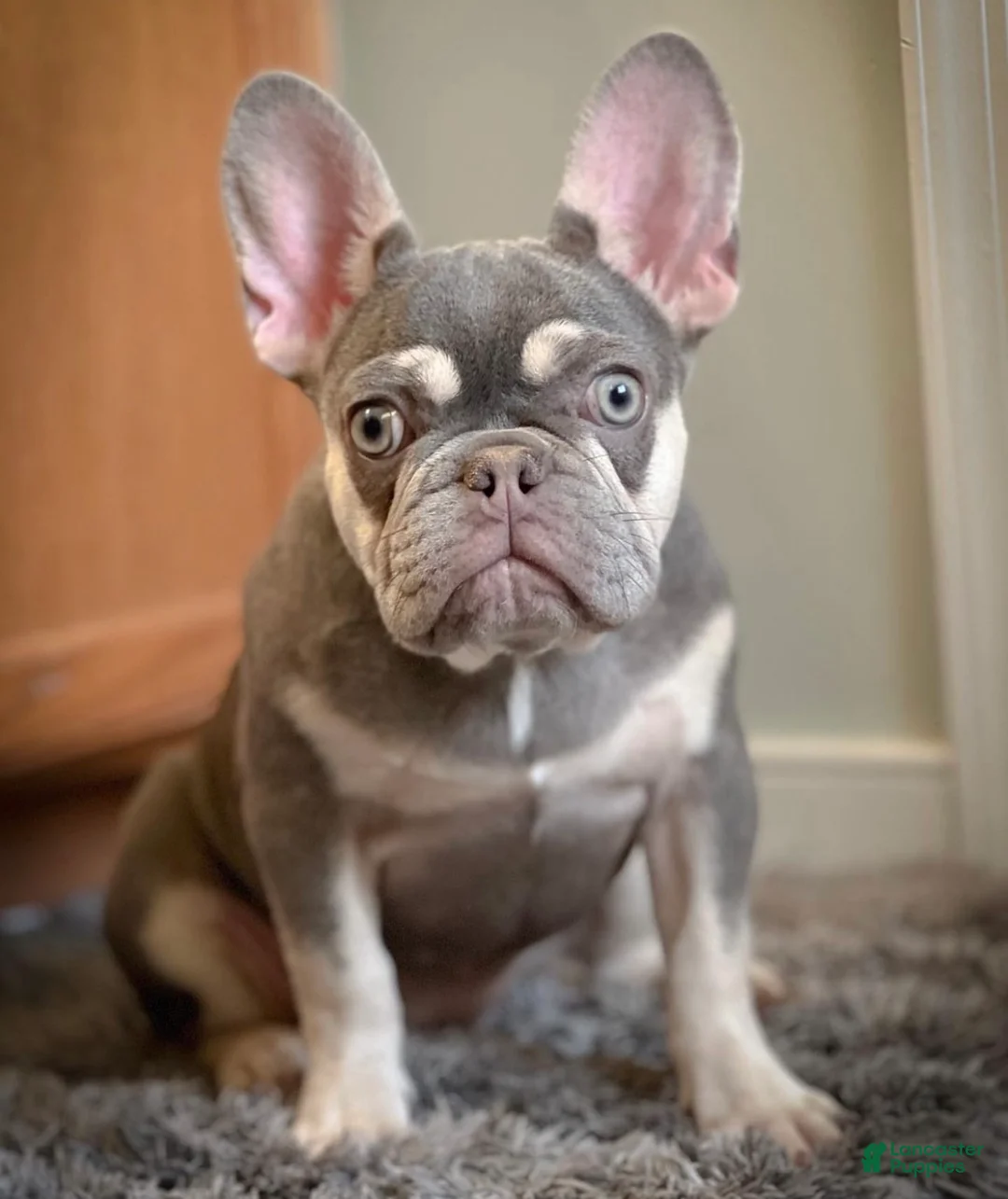 French Bulldog dogs for sale: French Bulldog Puppy 4 - Ad 2