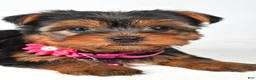 Yorkshire Terrier dogs for sale: Rita - Ad 3