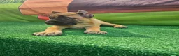 Cane Corso dogs for sale: MAX - Ad 4