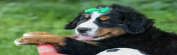 Bernese Mountain Dog dogs for sale: SCOUT - Ad 6