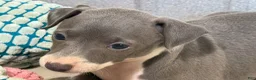 Italian Greyhound dogs for sale: Carmen AKC - Ad 6