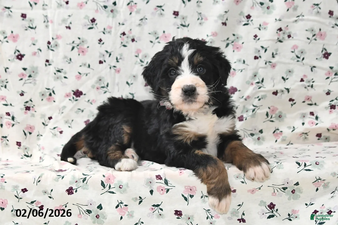 Bernedoodle dogs for sale: Kyla - Ad 5