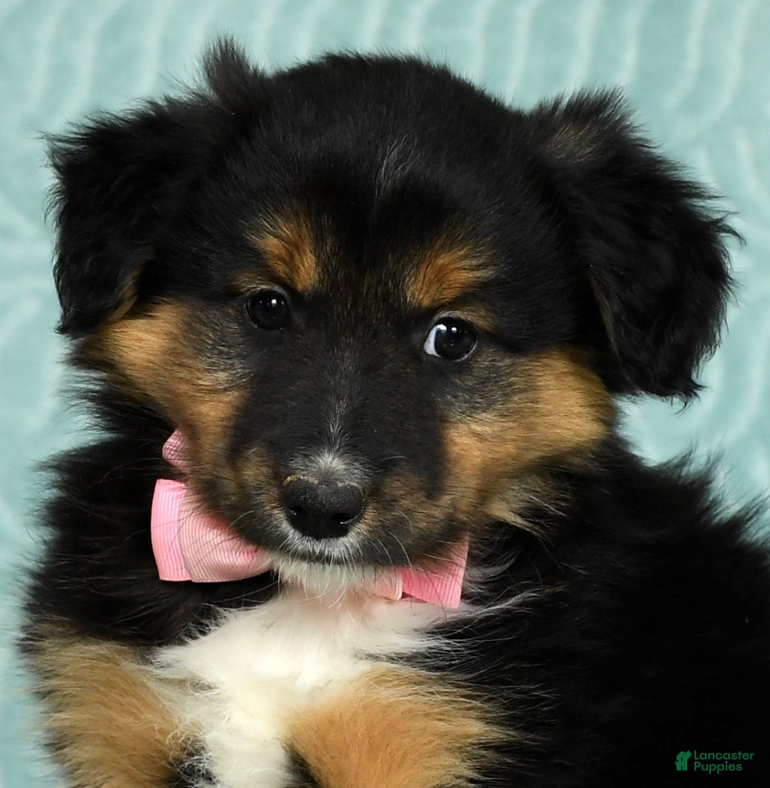 Australian Shepherd dogs for sale: Nellie - Ad 9