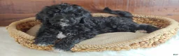Bernedoodle dogs for sale: Oreo - Ad 3