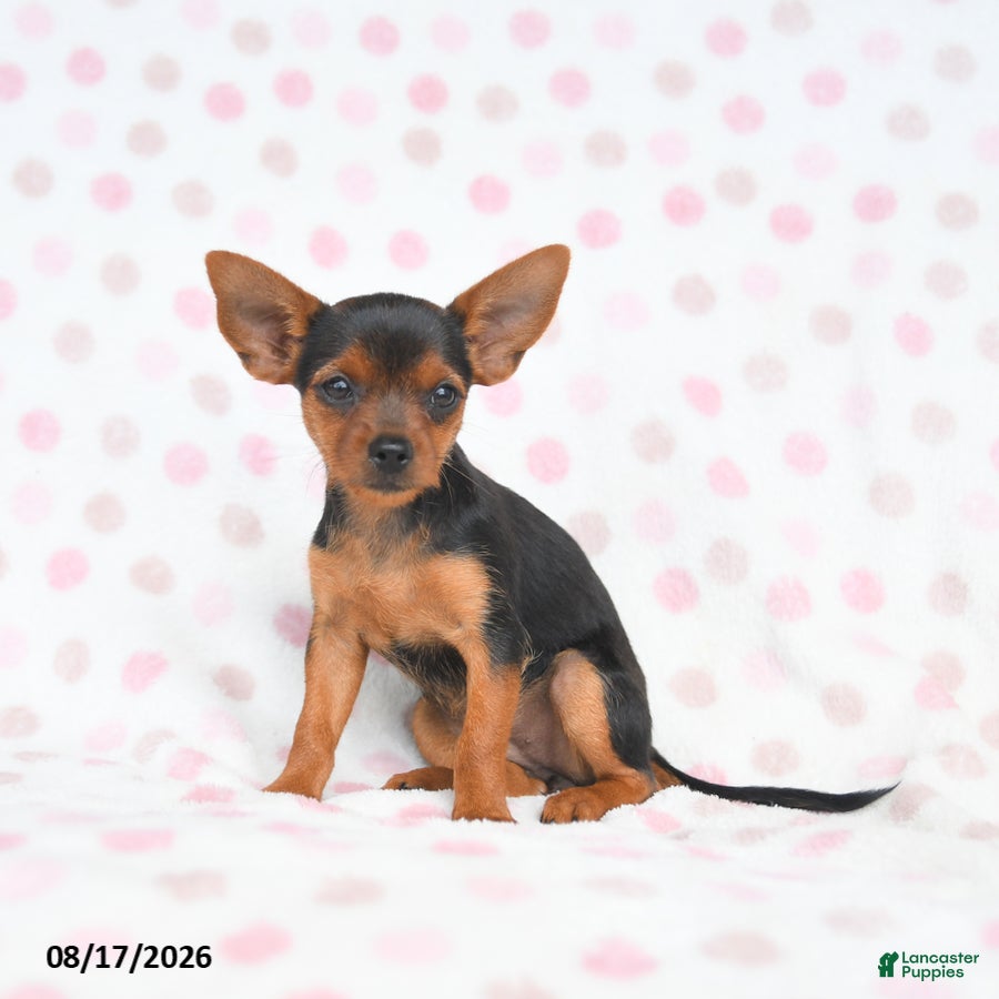 Yorkshire Terrier dogs Qwirkle - Ad 1