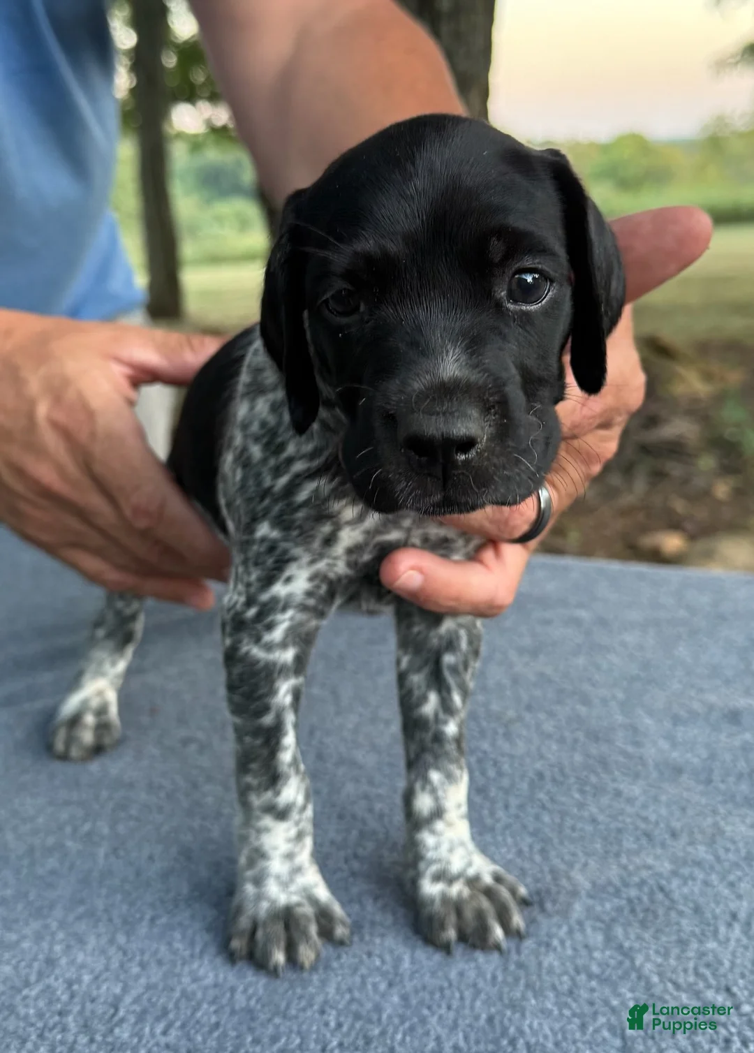 German Shorthaired Pointer dogs for sale: Girl 4 - Ad 3