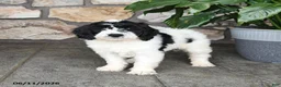 Double Doodle dogs for sale: Bandit - Ad 4