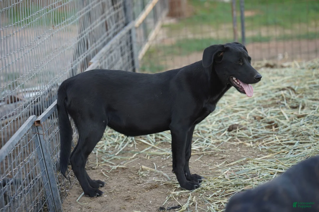 Mixed Breed dogs for sale: Jet Tiscar Farm Dog - Ad 31