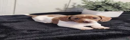 Dachshund dogs for sale: Sage - Ad 1