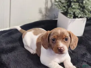 Dachshund dogs for sale: Sage - Ad 2