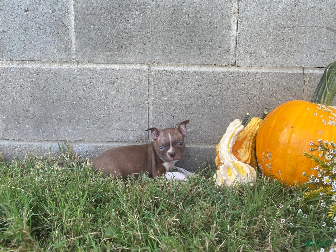 Boston Terrier dogs for sale: Layla - Ad 5