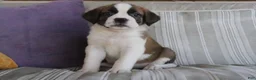 Saint Bernard dogs for sale: Mallory - Ad 3