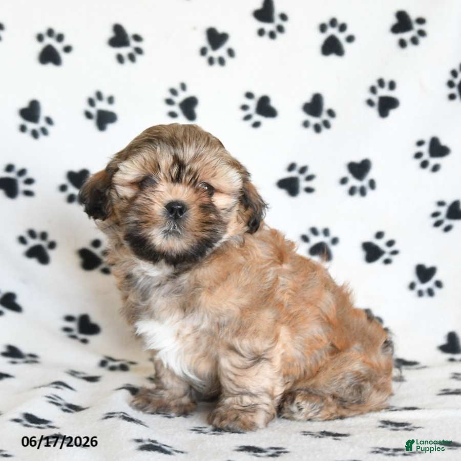 Shihpoo dogs Darby - Ad 2