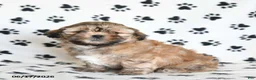 Shihpoo dogs for sale: Darby - Ad 2