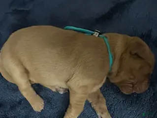 Golden Retriever dogs Mr. Turquoise - Ad 2