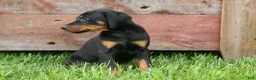 Doberman Pinscher dogs for sale:  Domino (Black Rust)🖤🐾 - Ad 11