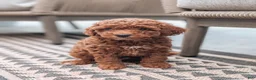 Miniature Poodle dogs for sale: Jack - Ad 4