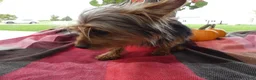 Yorkshire Terrier dogs for sale: Yorkshire Terrier 1 Tommy - Ad 3