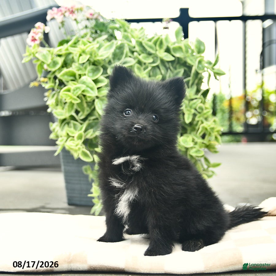 Pomeranian dogs Pupcake  - Ad 2