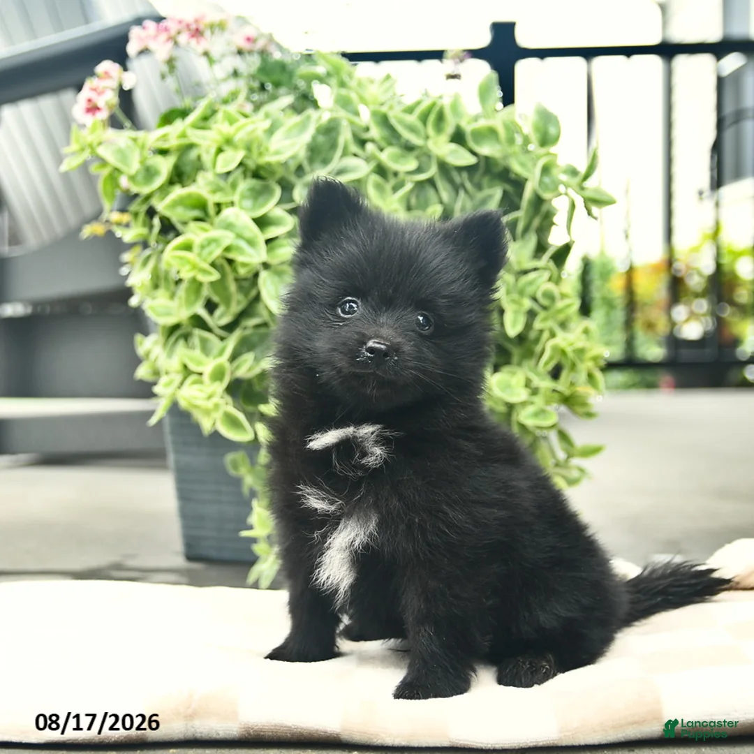 Pomeranian dogs for sale: Pupcake  - Ad 2