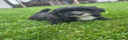 Mixed Breed dogs for sale: Mixed Breed Male 3 - Ad 1