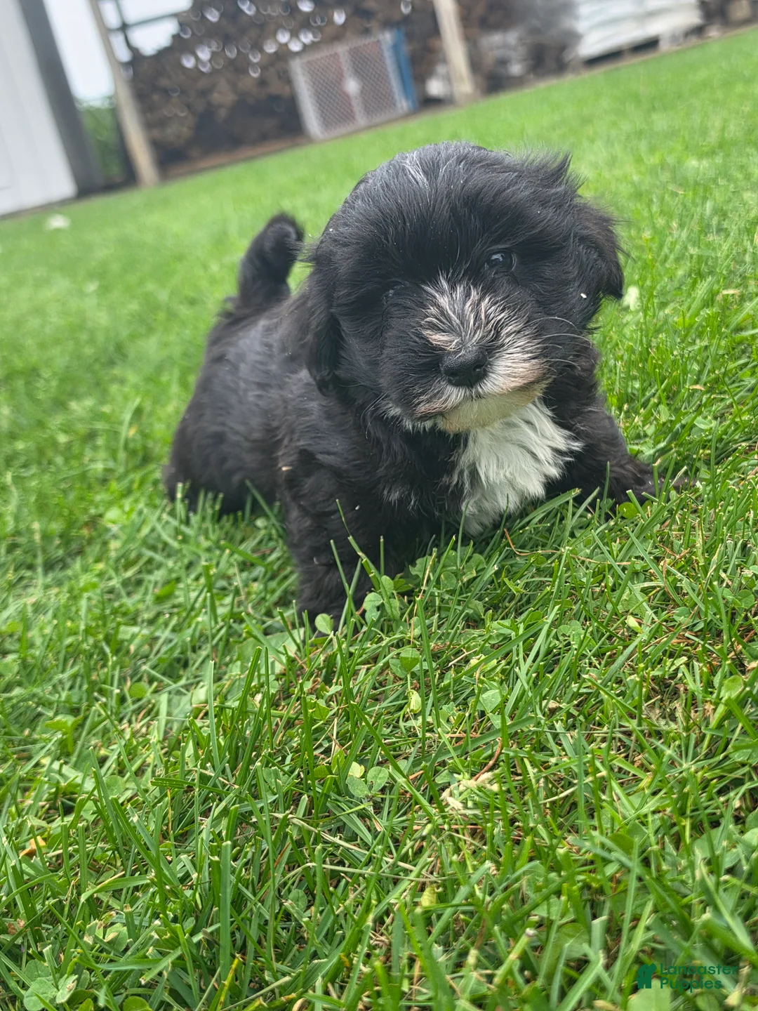 Mixed Breed dogs for sale: Mixed Breed Male 3 - Ad 1
