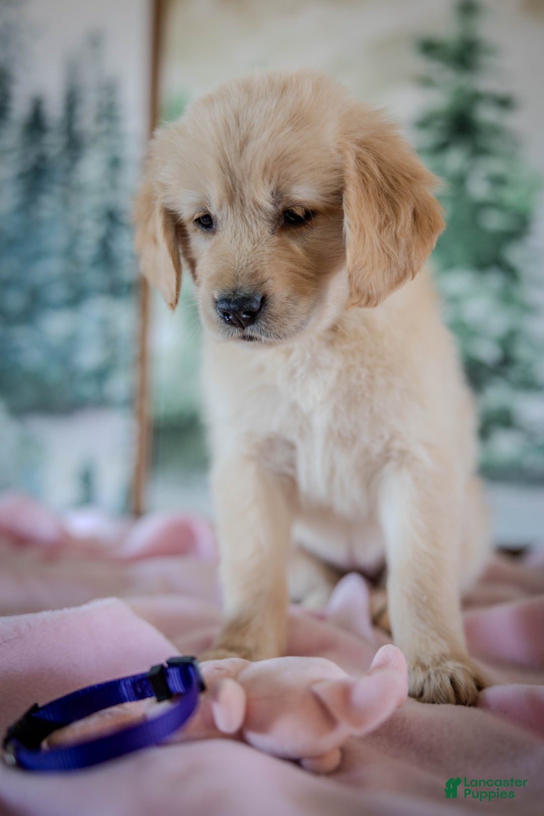 Golden Retriever dogs for sale: Purple - Ad 2
