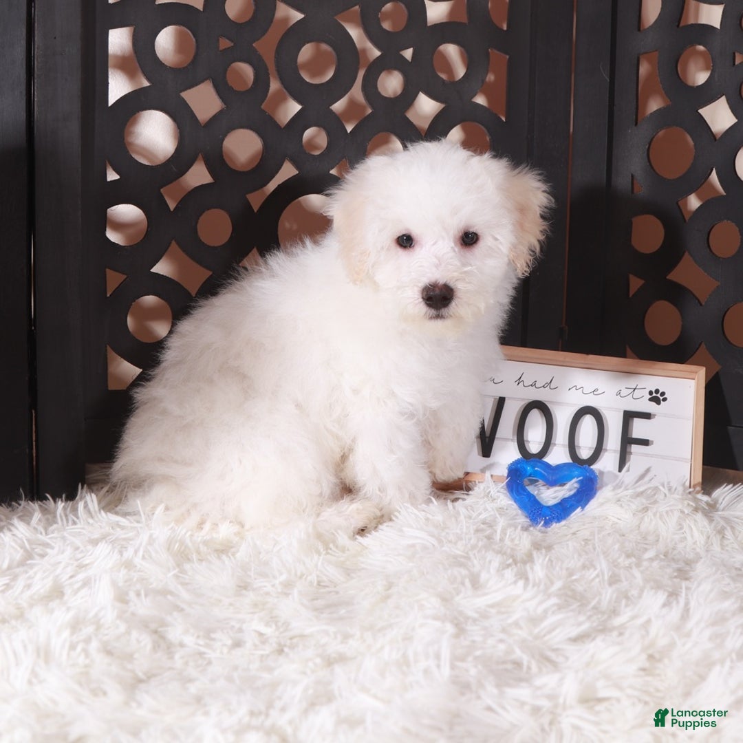 Maltipoo dogs for sale: Maltipoo Puppy Frosty - Ad 2