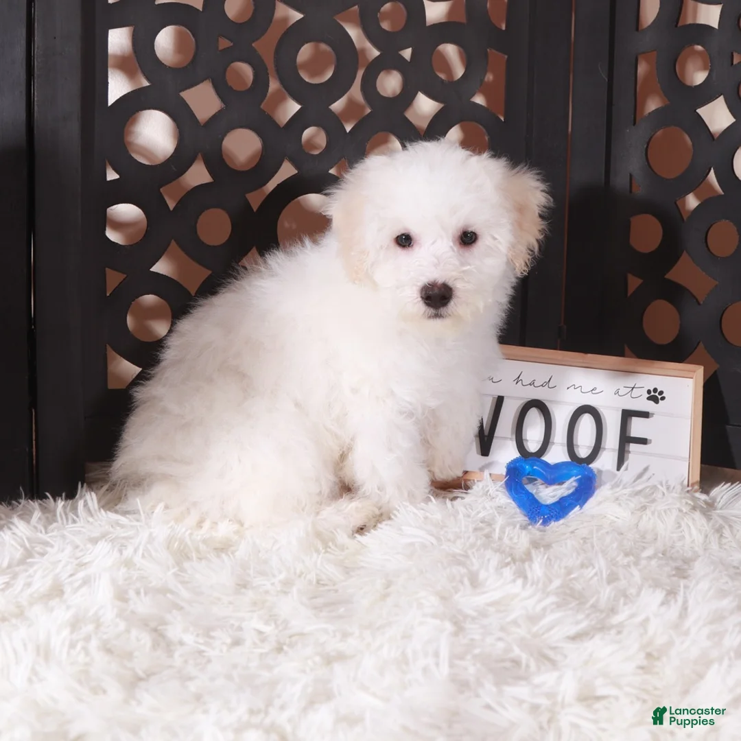 Maltipoo dogs for sale: Maltipoo Puppy Frosty - Ad 2