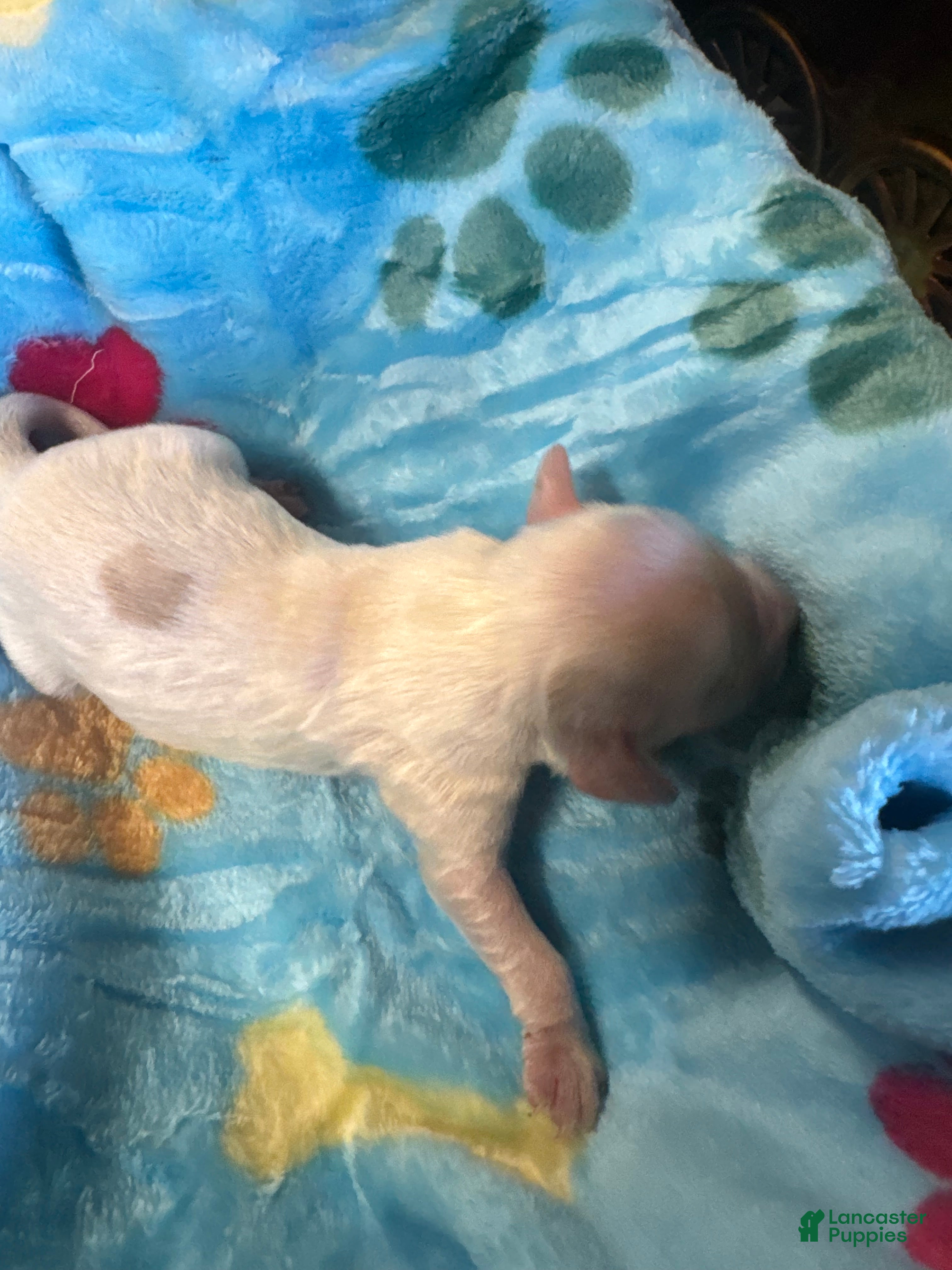 Cavapoo dogs for sale: Sawyer - Ad 1