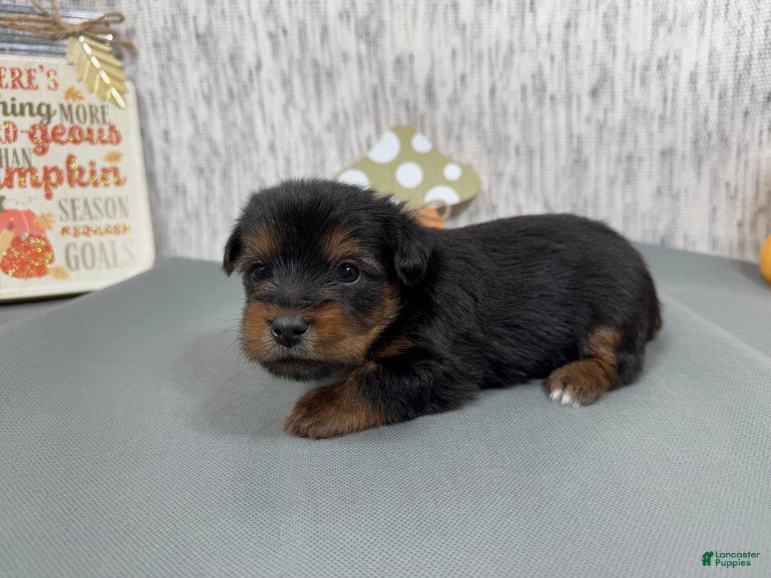 Yorkshire Terrier dogs for sale: Yorkshire Terrier Puppy 1 - Ad 5