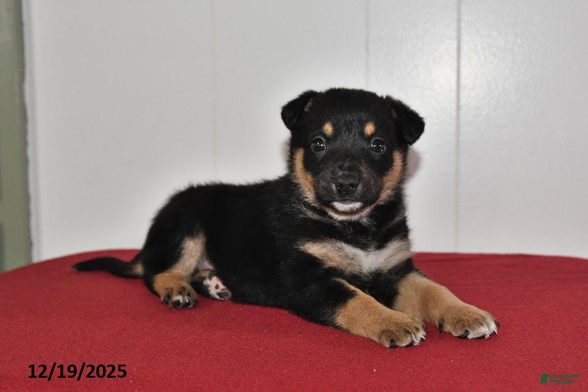 Mixed Breed dogs Ned - Ad 22