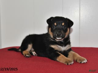 Mixed Breed dogs Ned - Ad 38