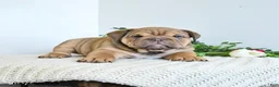 English Bulldog dogs for sale: Tiana - Ad 4
