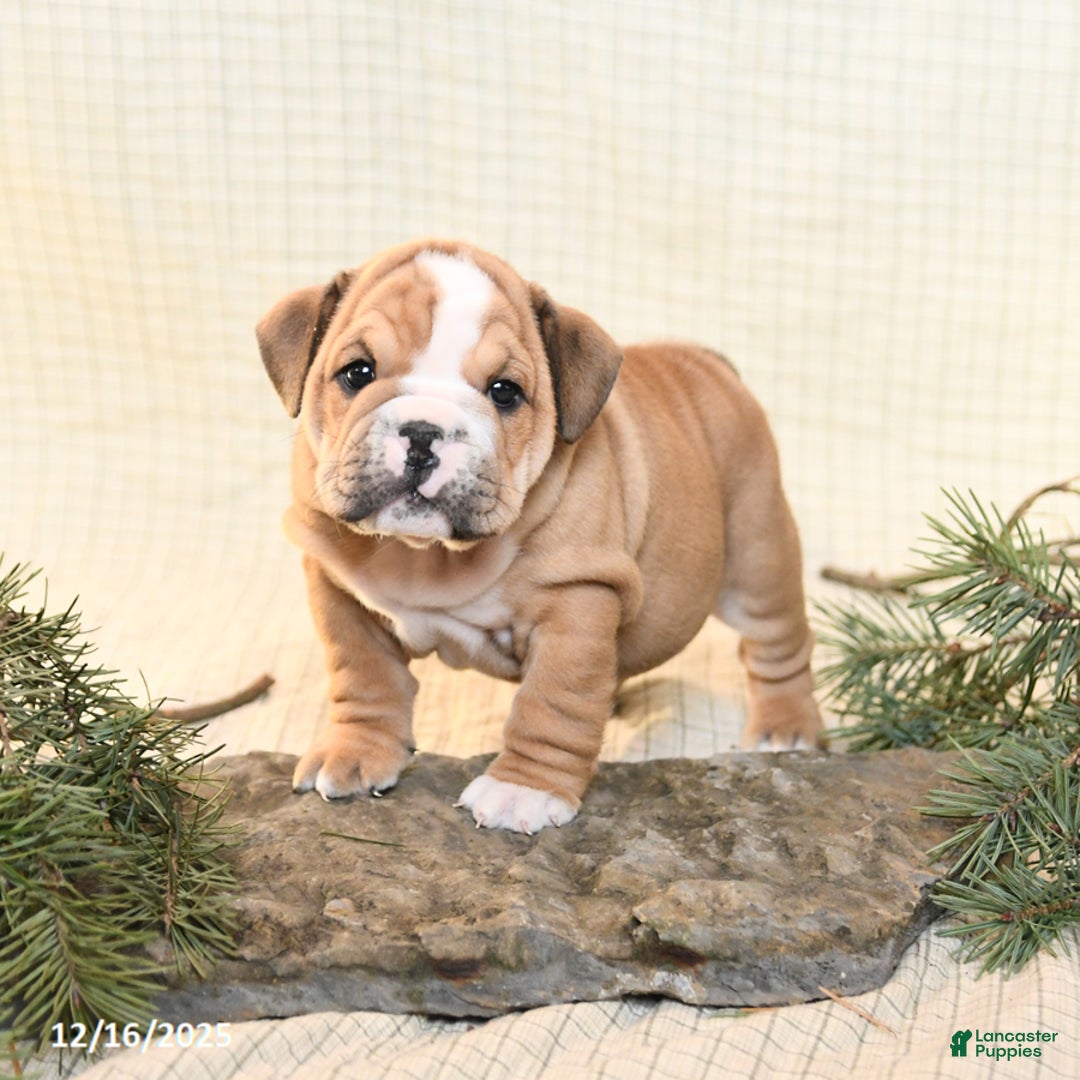 English Bulldog dogs for sale: Tinsel - Ad 1