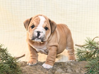 English Bulldog dogs Tinsel - Ad 9
