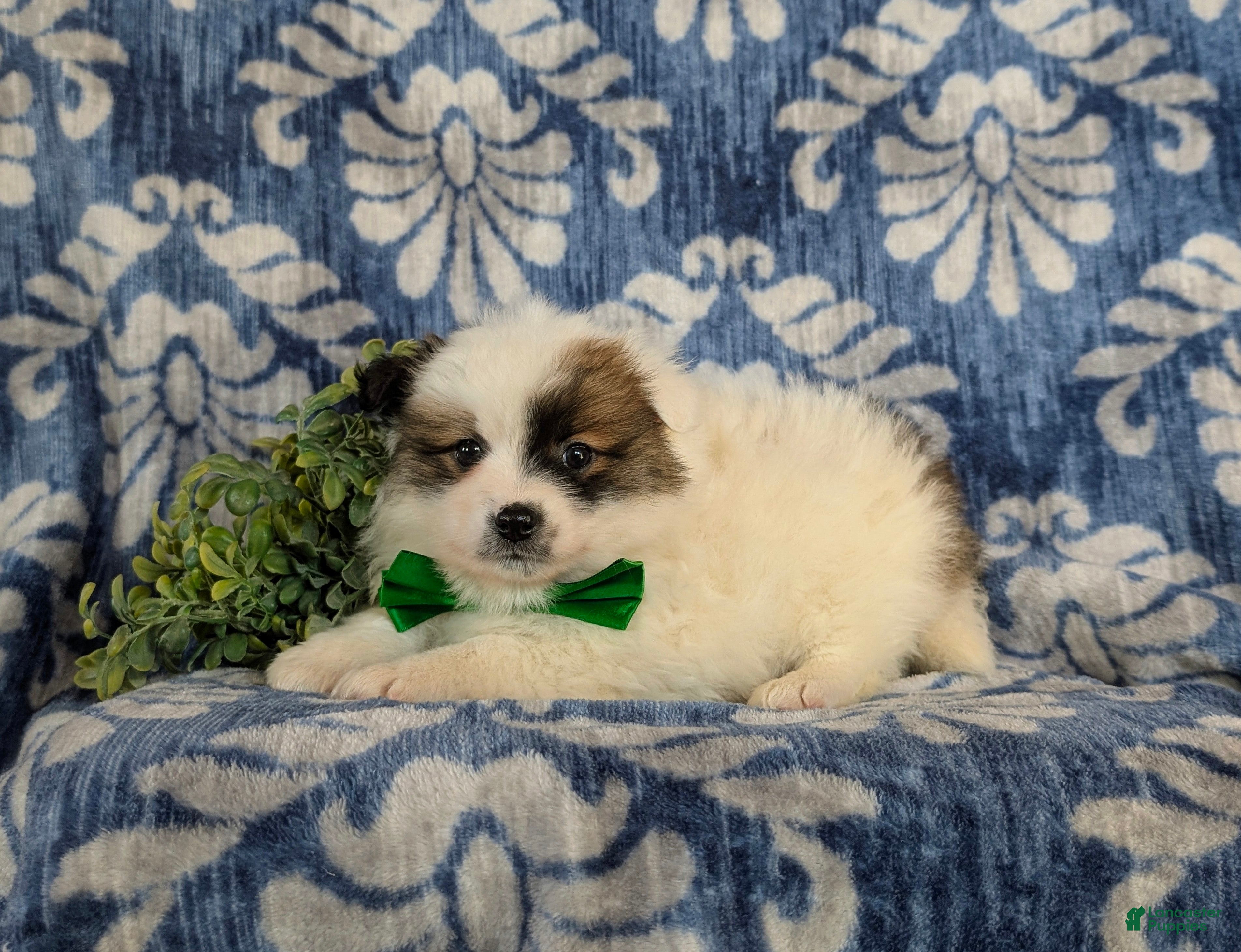 Pomeranian dogs Tobie - Ad 2