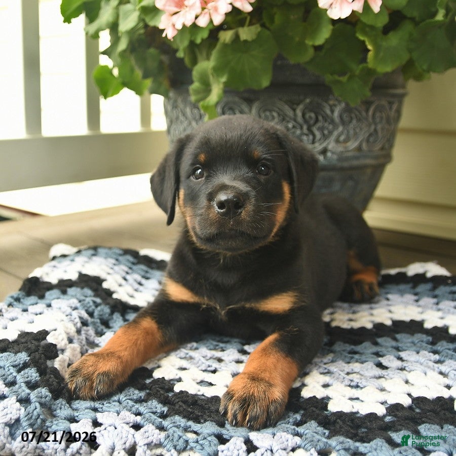 Rottweiler dogs Melody  - Ad 2