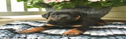 Rottweiler dogs for sale: Melody  - Ad 2