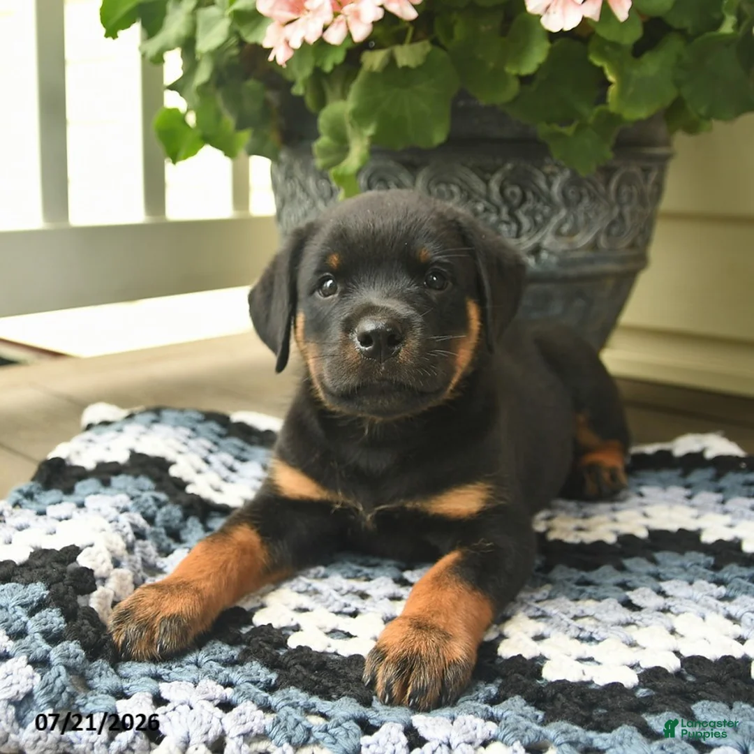 Rottweiler dogs for sale: Melody  - Ad 2