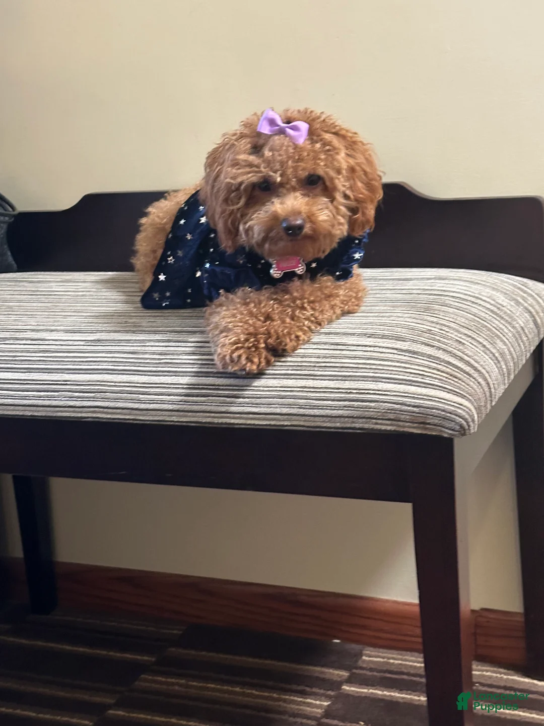 Toy Poodle dogs for sale: Caramelo - Ad 3