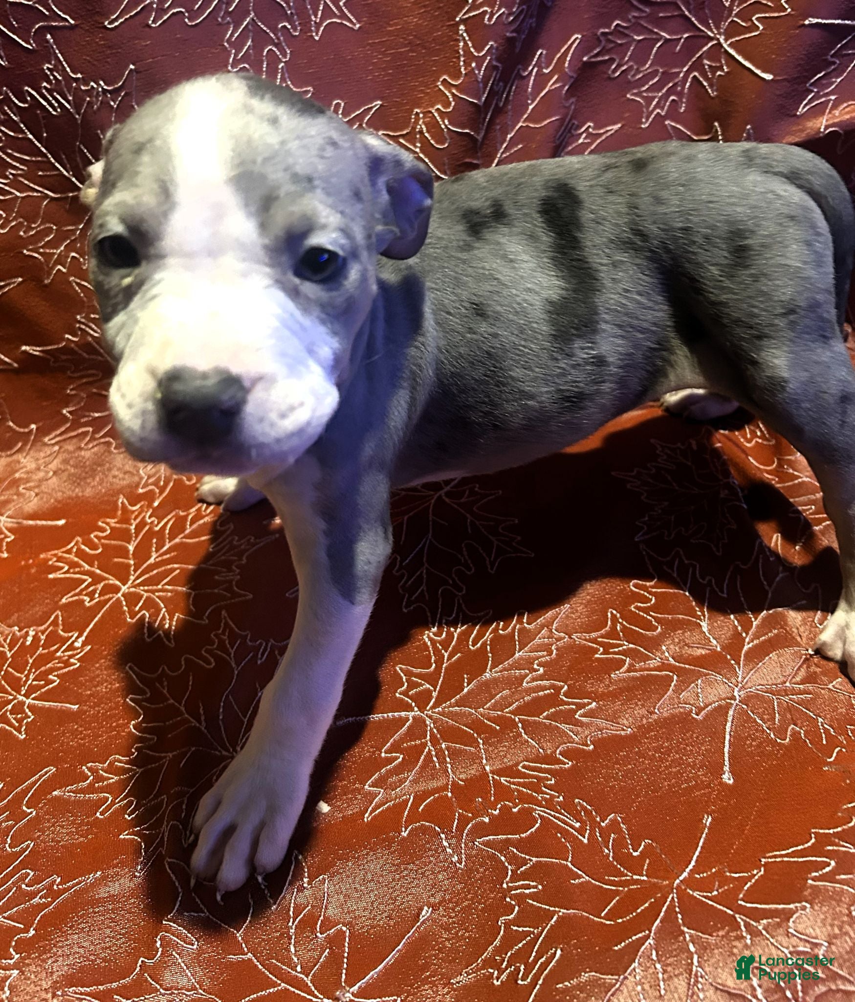 American Bully dogs "SZA" MERLE BLUE NOSE - Ad 22